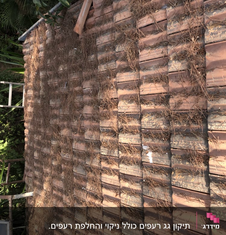 רעפים עם מחטי אורן על הגג